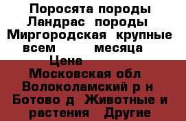 Поросята породы Ландрас, породы  Миргородская; крупные всем 2 -2,5 месяца. › Цена ­ 3 500 - Московская обл., Волоколамский р-н, Ботово д. Животные и растения » Другие животные   